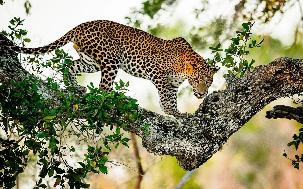 yala-leopard