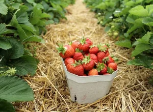Strawberry-farm