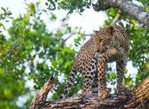 Yala-srilanka