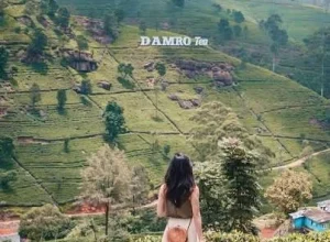 damro-tea-srilanka