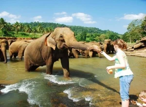 elephant orphanage-in-srilanka